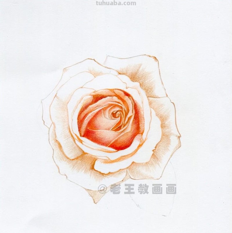 零基础画花的小教程，拿走不谢