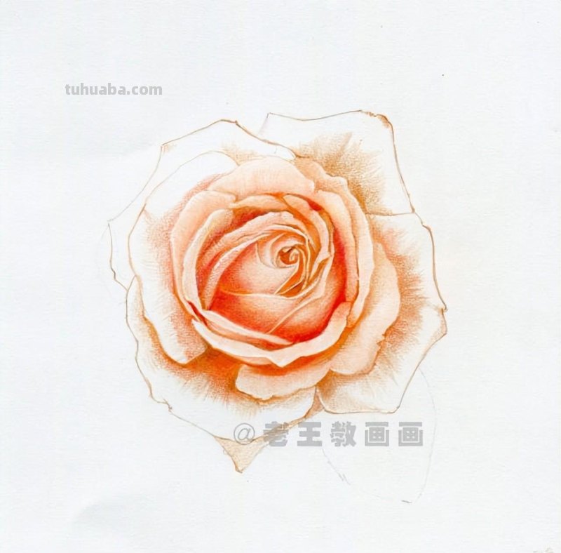 零基础画花的小教程，拿走不谢