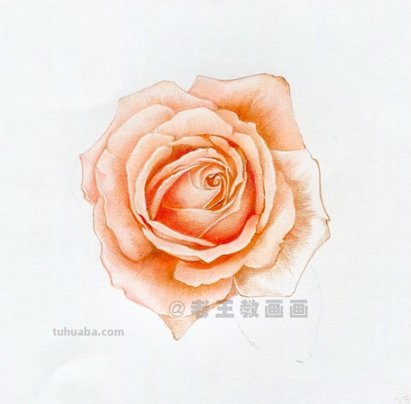 零基础画花的小教程，拿走不谢