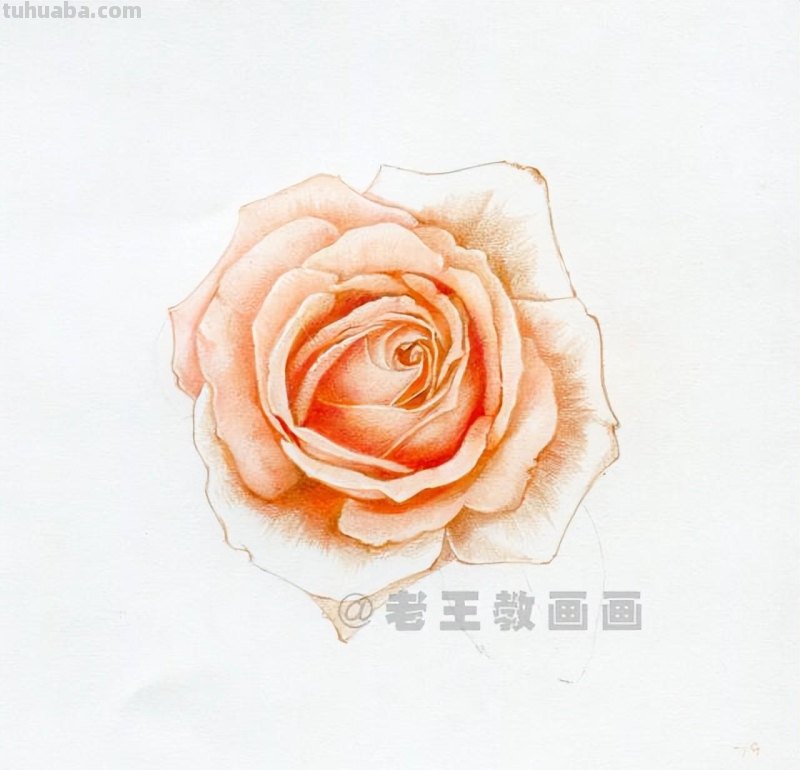 零基础画花的小教程，拿走不谢