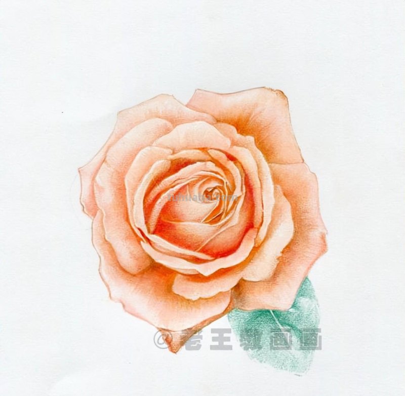 零基础画花的小教程，拿走不谢