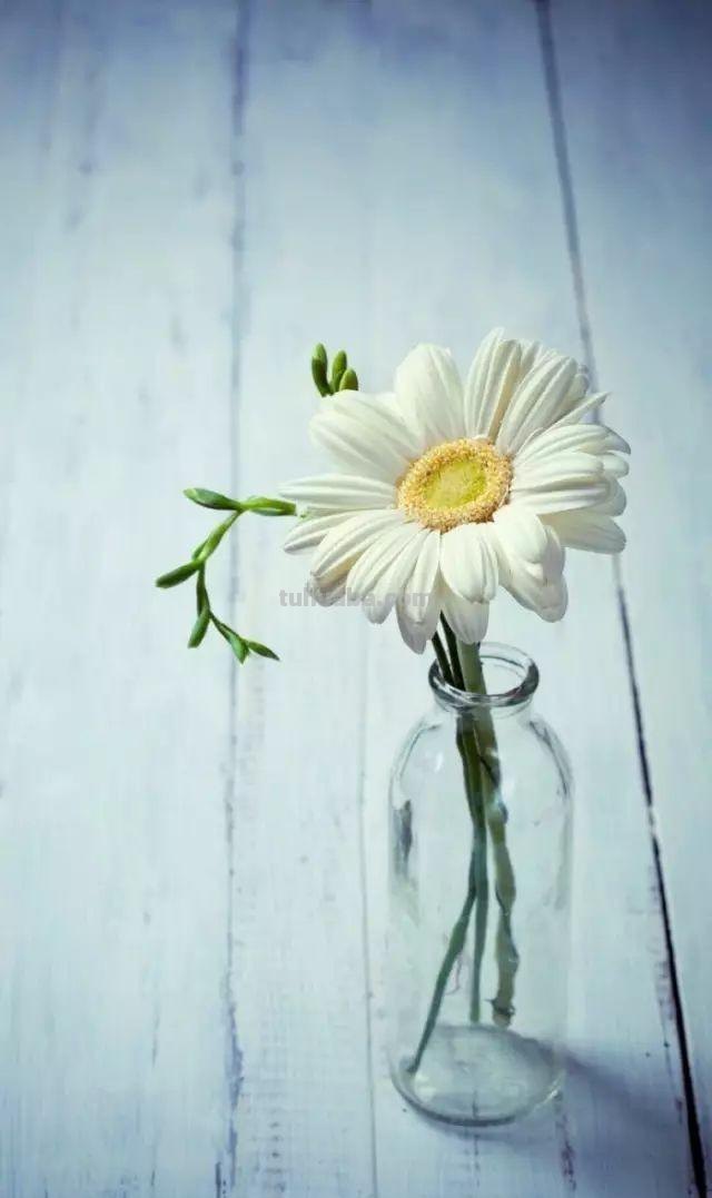 这么美的菊花，你也可以画出来