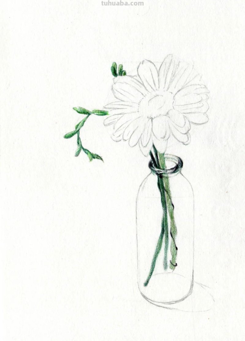 这么美的菊花，你也可以画出来