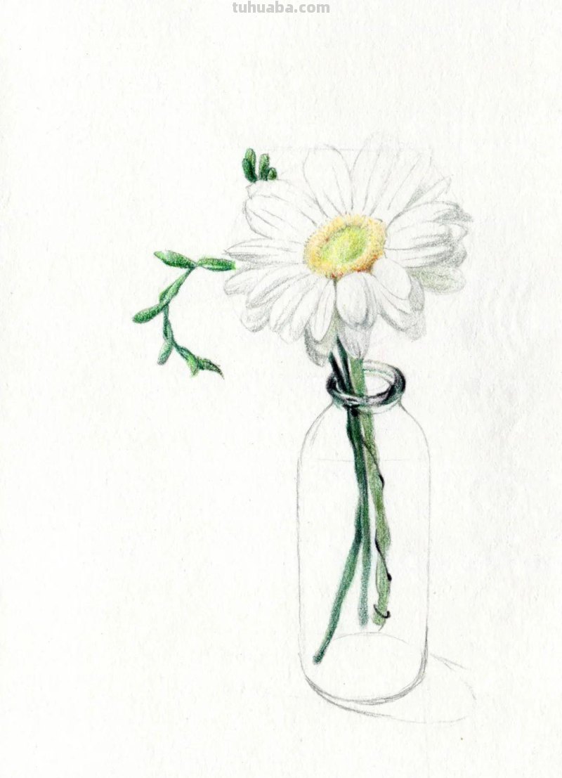 这么美的菊花，你也可以画出来