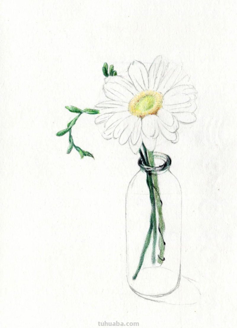 这么美的菊花，你也可以画出来