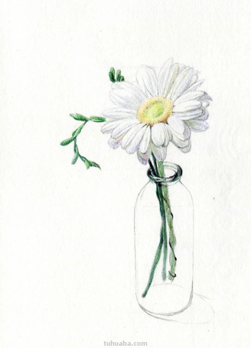 这么美的菊花，你也可以画出来