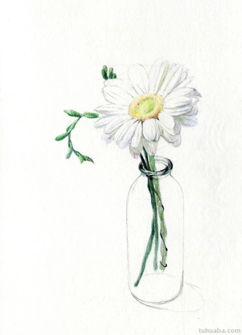 这么美的菊花，你也可以画出来