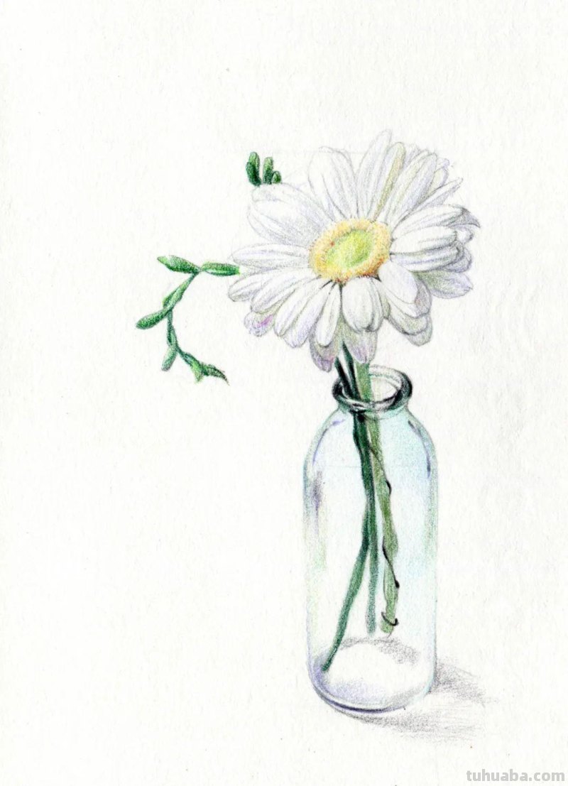 这么美的菊花，你也可以画出来