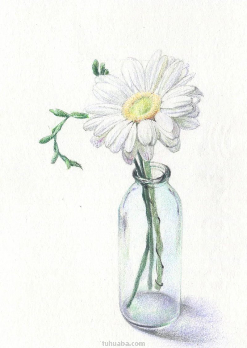 这么美的菊花，你也可以画出来