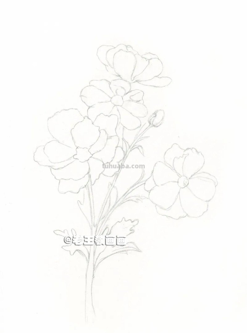 花虽美，画出来更美！