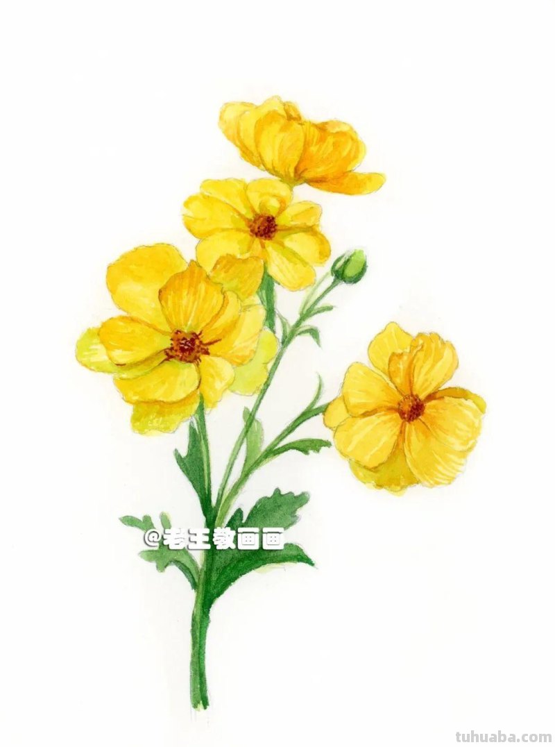 花虽美，画出来更美！