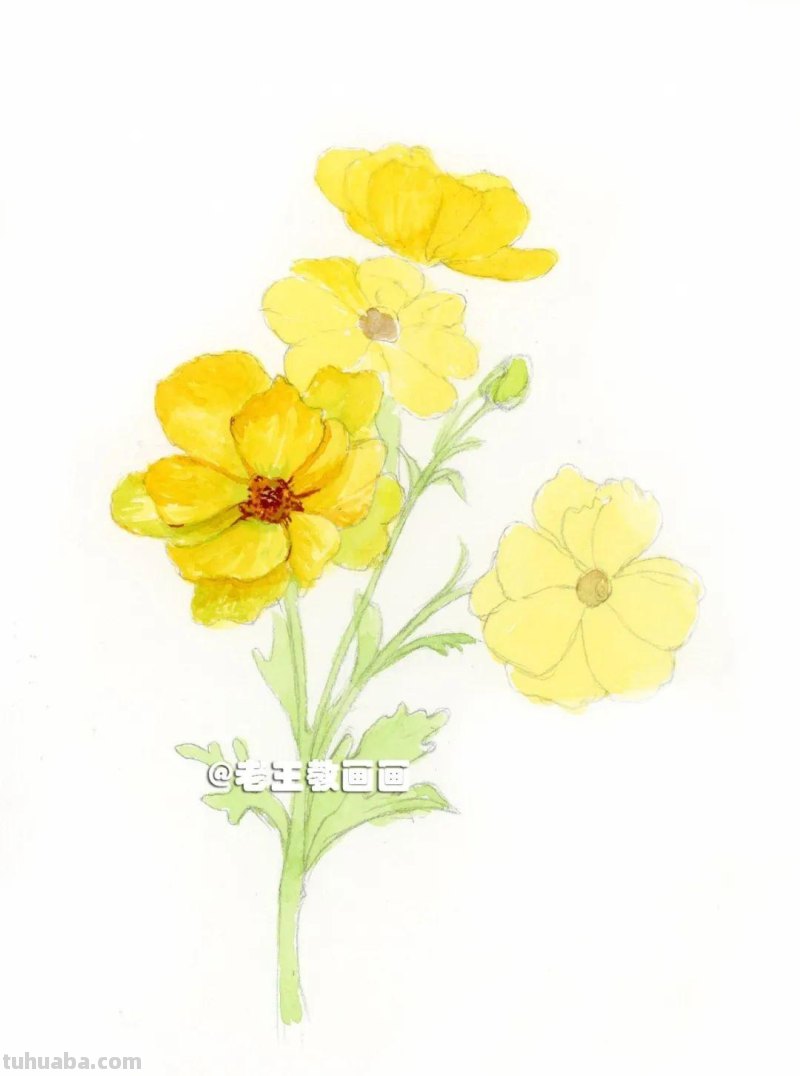 花虽美，画出来更美！