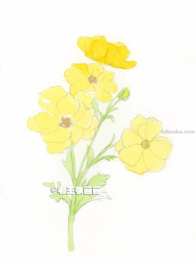 花虽美，画出来更美！