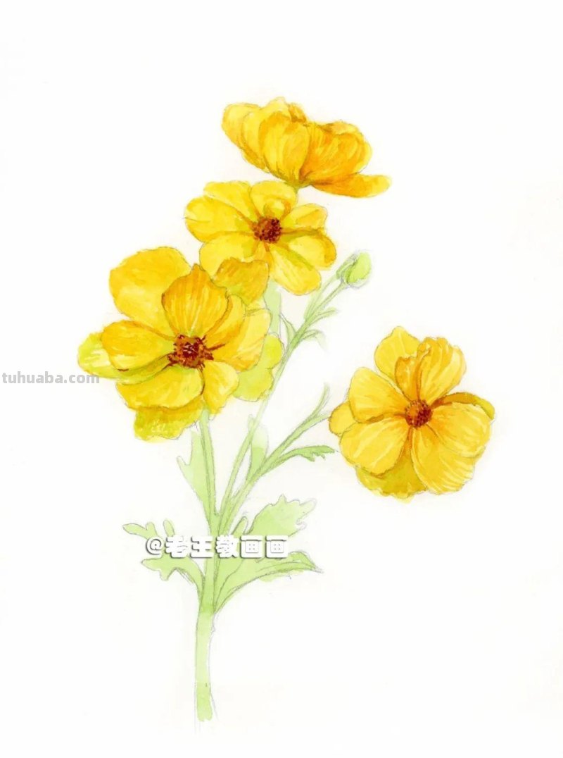 花虽美，画出来更美！