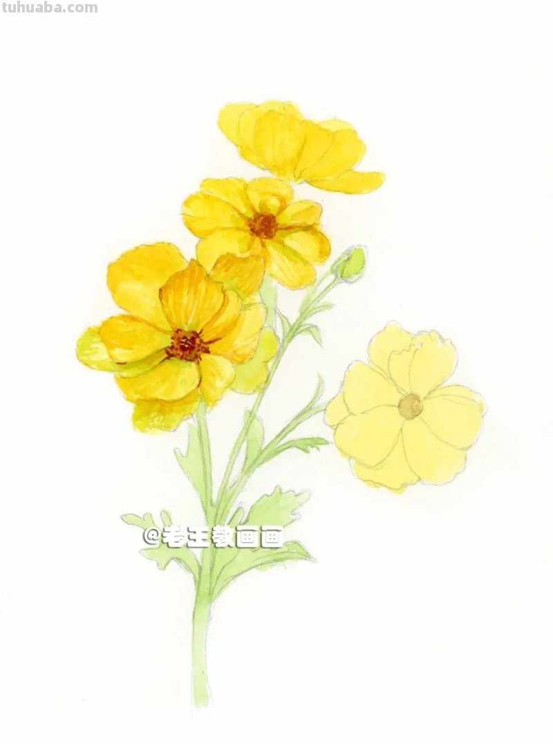 花虽美，画出来更美！