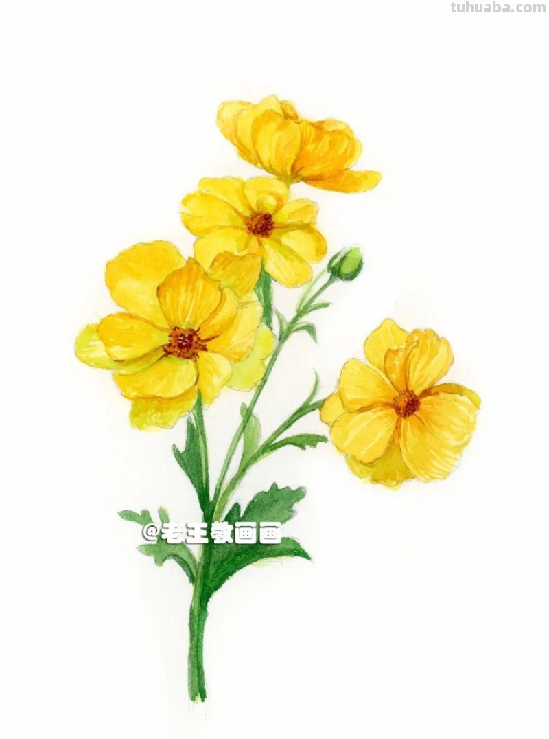 花虽美，画出来更美！