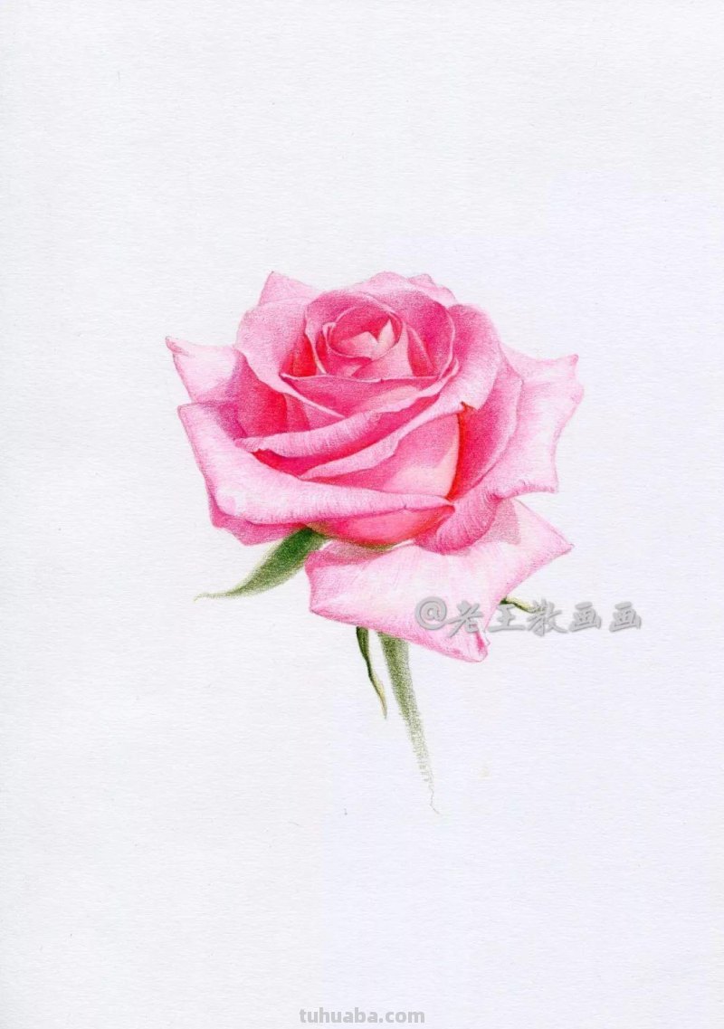 零基础也能画彩铅，教你画一朵写实玫瑰花