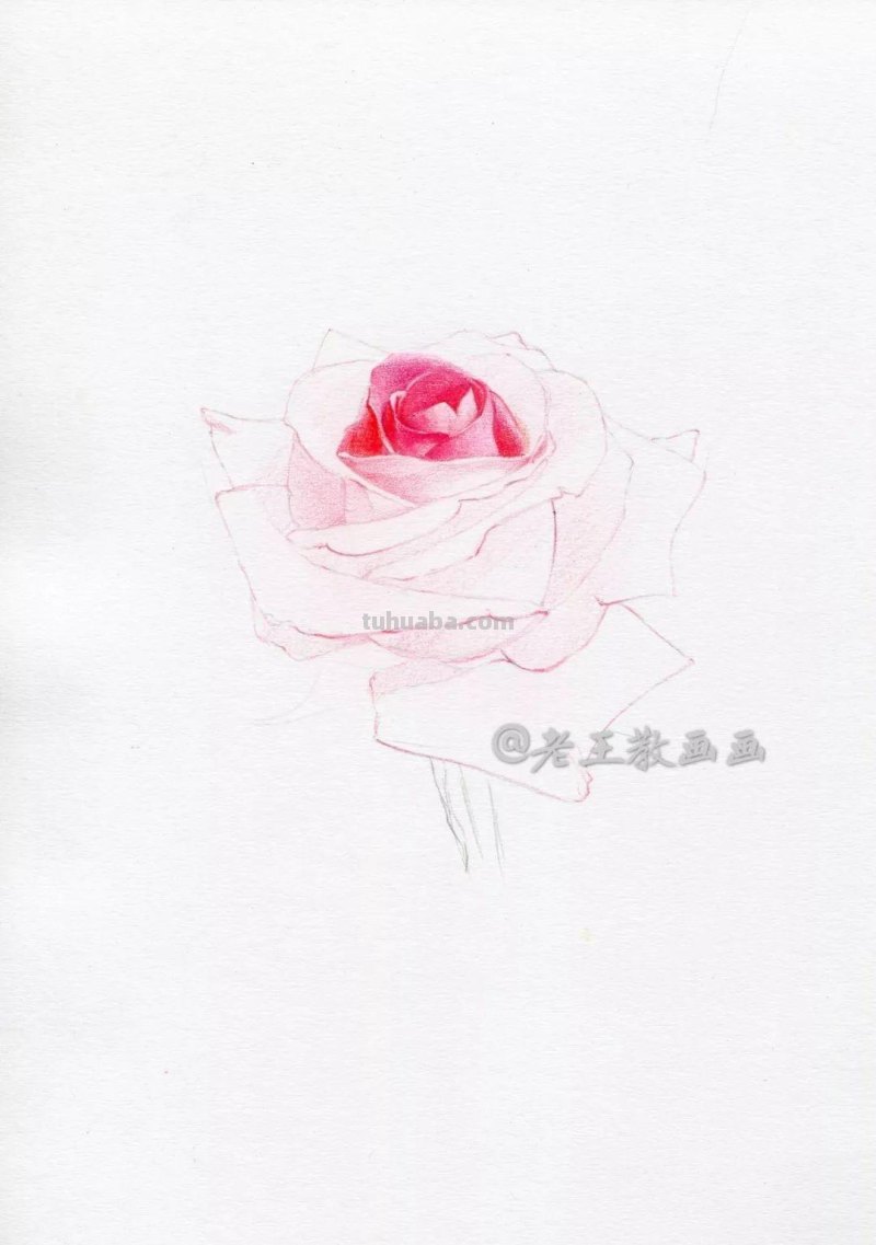 零基础也能画彩铅，教你画一朵写实玫瑰花