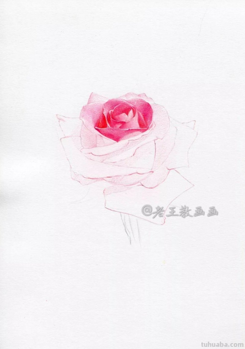 零基础也能画彩铅，教你画一朵写实玫瑰花