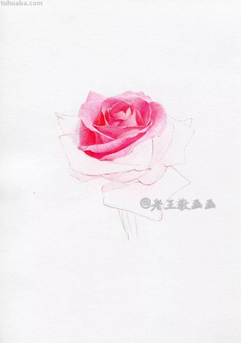 零基础也能画彩铅，教你画一朵写实玫瑰花