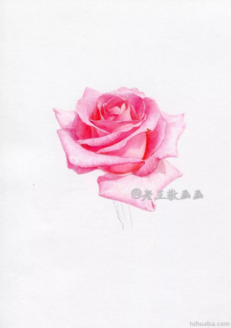 零基础也能画彩铅，教你画一朵写实玫瑰花