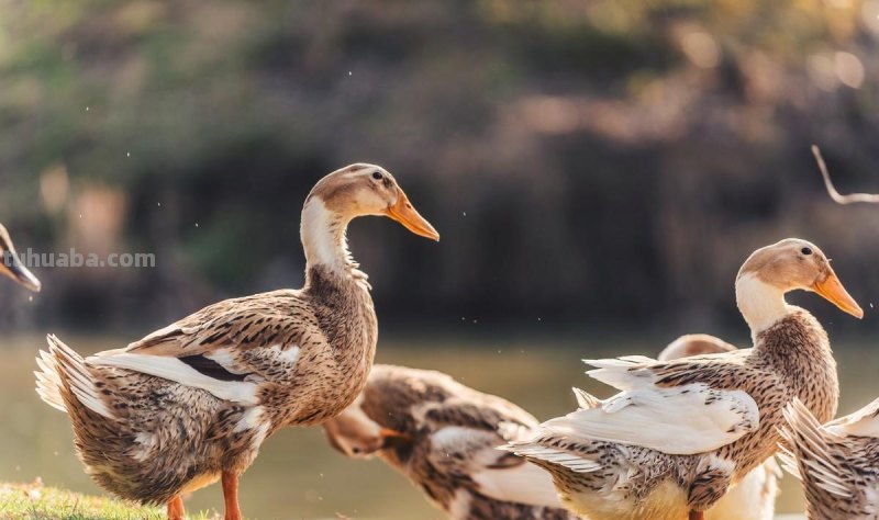 儿童简笔画精选「家禽家畜」-小黄鸭的画法