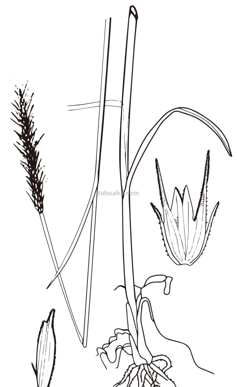 黑麦（Ryegrass）