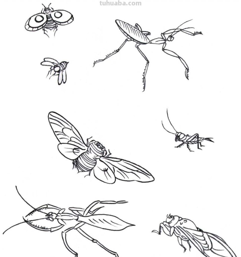 工笔画零基础教程：学会这些工笔画技法，这几类昆虫画法很简单！