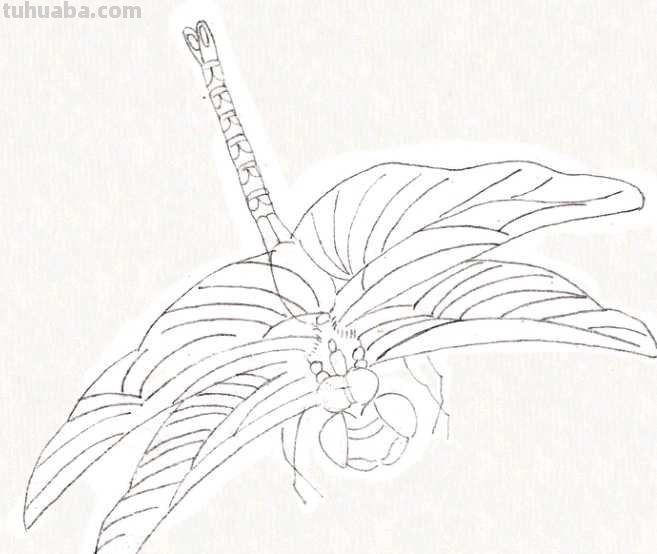 工笔画零基础教程：学会这些工笔画技法，这几类昆虫画法很简单！