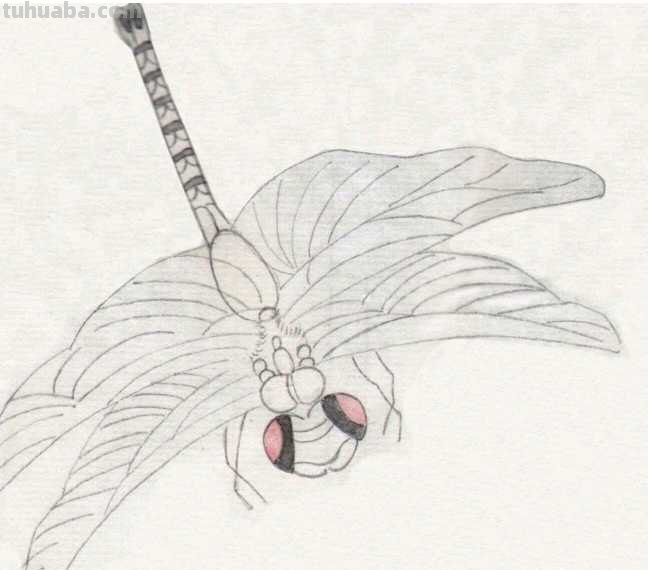 工笔画零基础教程：学会这些工笔画技法，这几类昆虫画法很简单！