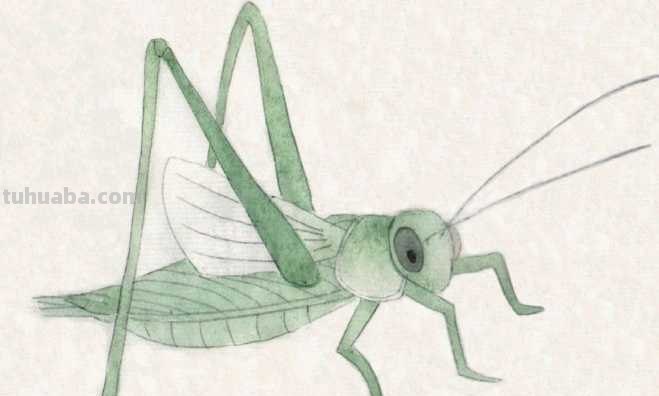 工笔画零基础教程：学会这些工笔画技法，这几类昆虫画法很简单！