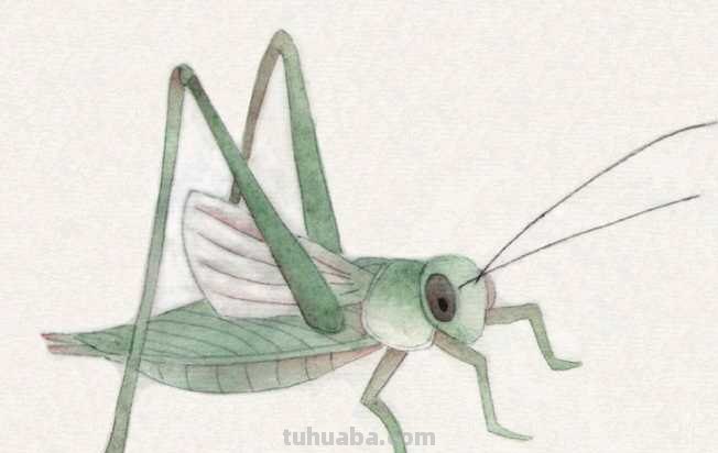 工笔画零基础教程：学会这些工笔画技法，这几类昆虫画法很简单！
