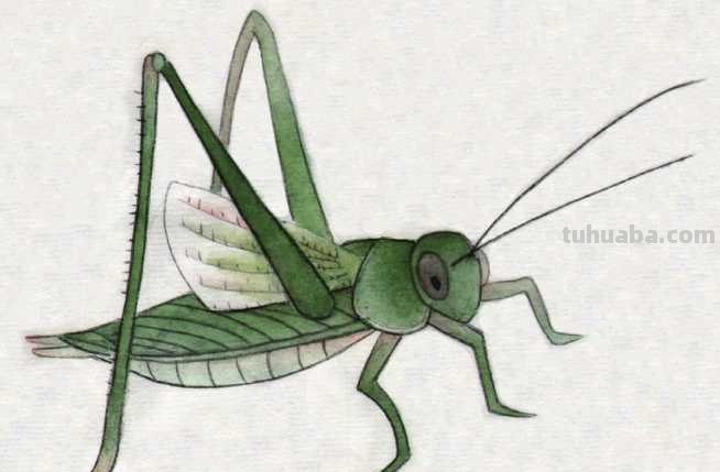 工笔画零基础教程：学会这些工笔画技法，这几类昆虫画法很简单！