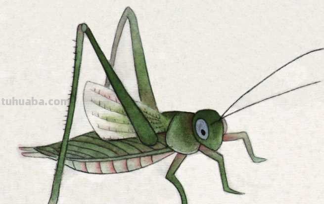 工笔画零基础教程：学会这些工笔画技法，这几类昆虫画法很简单！