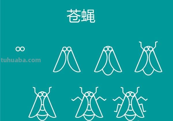 一大波昆虫简笔画教程来袭