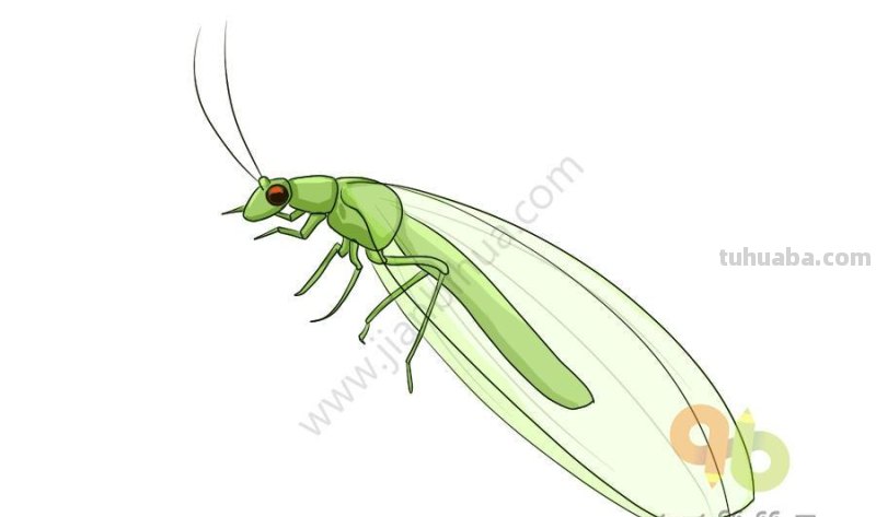 昆虫简笔画素材,看看你认识几种昆虫? 昆虫简笔画素材,看看你认识几种昆虫?