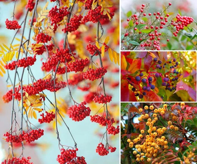 儿童画教程｜亲近自然，创意画枝头上的小鸟