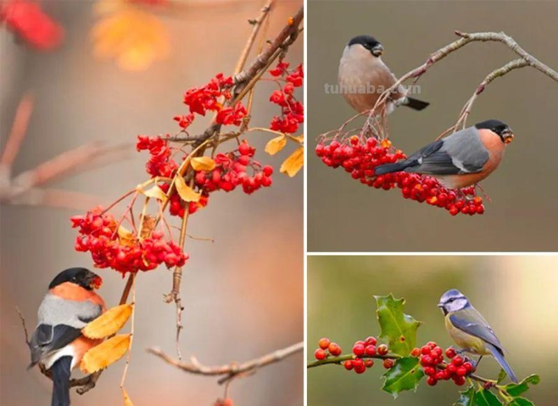 儿童画教程｜亲近自然，创意画枝头上的小鸟