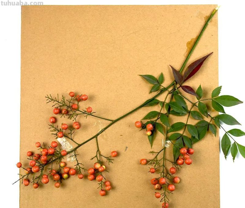 儿童画教程｜亲近自然，创意画枝头上的小鸟