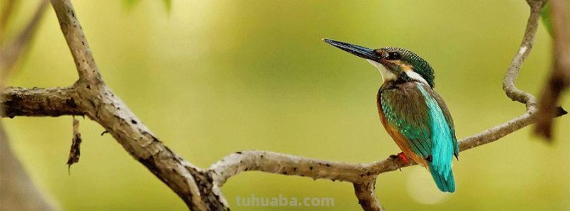 创意儿童画教程｜彩铅与线描画可爱的小鸟