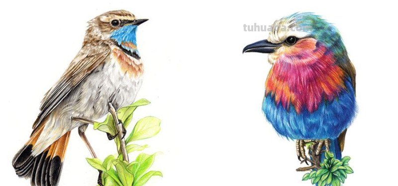 创意儿童画教程｜彩铅与线描画可爱的小鸟