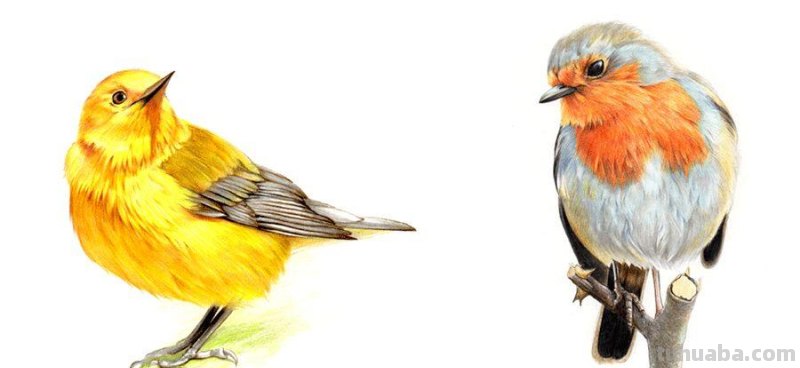 创意儿童画教程｜彩铅与线描画可爱的小鸟