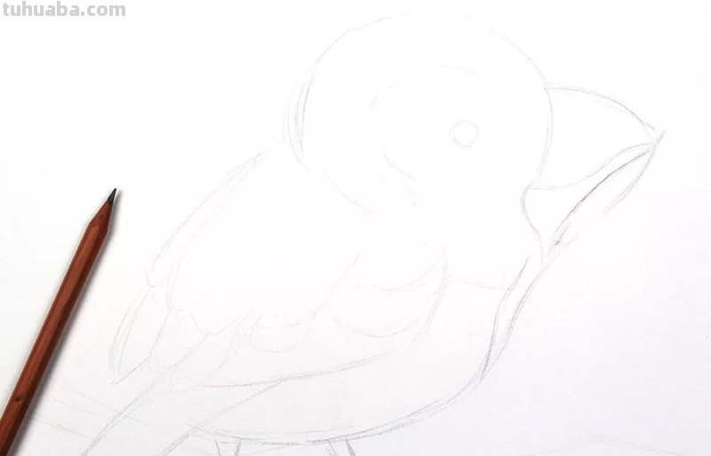 创意儿童画教程｜彩铅与线描画可爱的小鸟