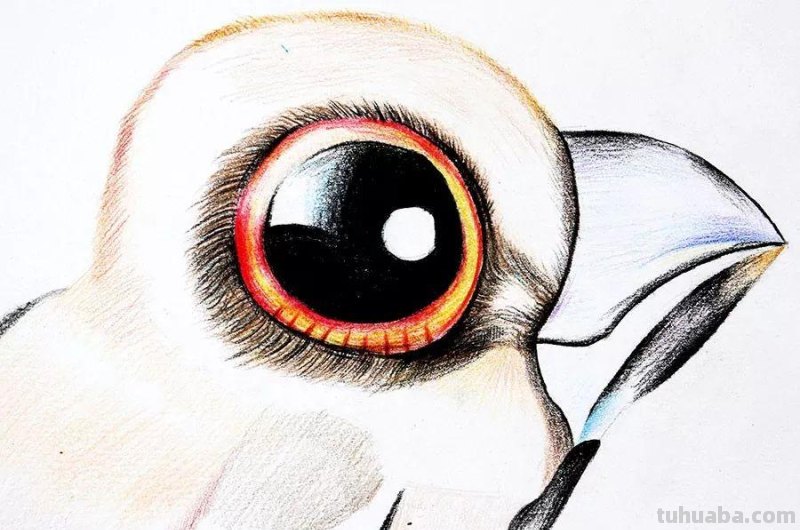 创意儿童画教程｜彩铅与线描画可爱的小鸟