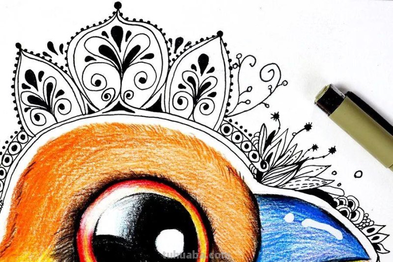 创意儿童画教程｜彩铅与线描画可爱的小鸟