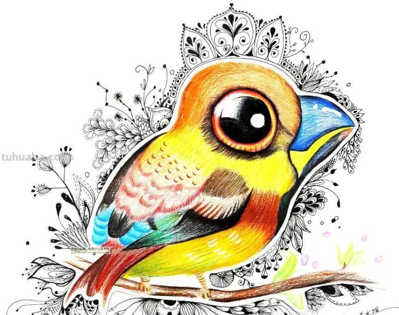 创意儿童画教程｜彩铅与线描画可爱的小鸟