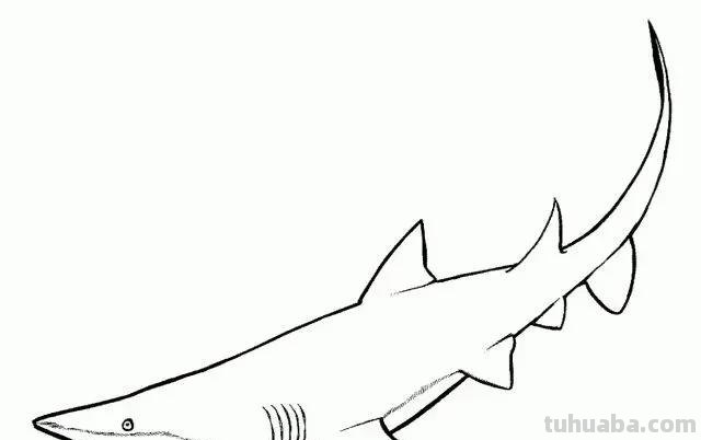 海洋动物简笔画教程，分分钟就能学的会