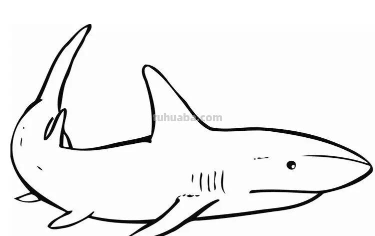 海洋动物简笔画高清线稿，终于会画鲸鱼，鲨鱼，海豚了