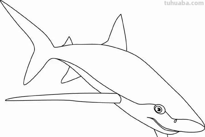 海洋动物简笔画高清线稿，终于会画鲸鱼，鲨鱼，海豚了