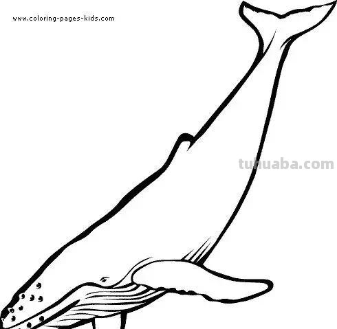 海洋动物简笔画高清线稿，终于会画鲸鱼，鲨鱼，海豚了